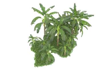 Beyaz arkaplanda tropik bir ağacın yeşil yaprakları