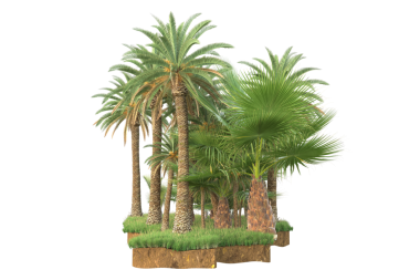 Beyaz arka planda izole edilmiş palmiye ağaçları. 3 Boyutlu Hazırlama