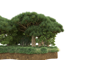 Beyaz Arkaplanda Bonsai Ağacı