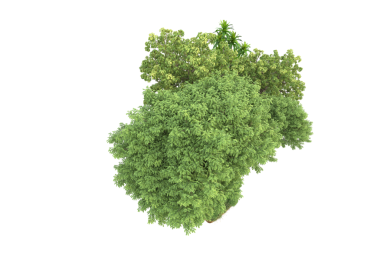 Siyah arkaplanda izole edilmiş yeşil ağaç