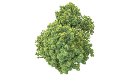 çam ağacı siyah arkaplanda izole edildi