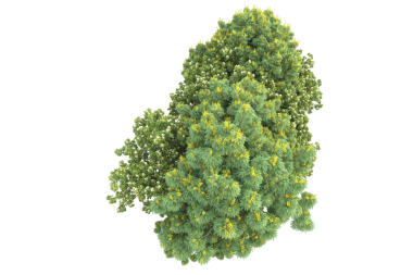 Kara arka planda izole edilmiş ağaç. 3d illüstrasyon - cg canlandırma