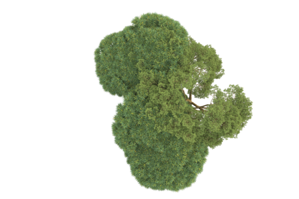 tree with green leaf isolated on white