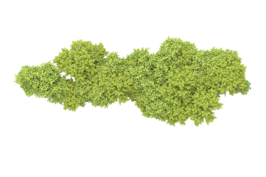 beyaz arkaplanda izole edilmiş yeşil ağaç