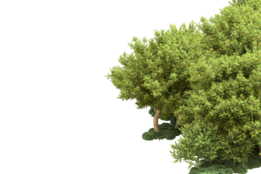 beyaz arkaplanda yeşil ağaç