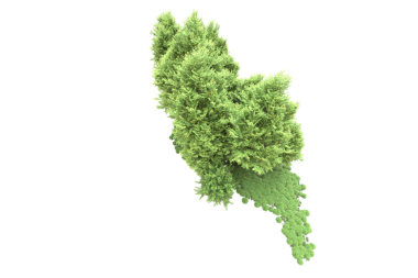 Beyaz arkaplanda yeşil yaprak izole