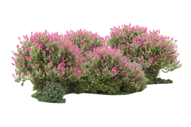 Beyaz arkaplanda izole edilmiş pembe çalılık