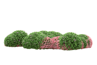 Siyah arka planda pembe çiçekli çalılık