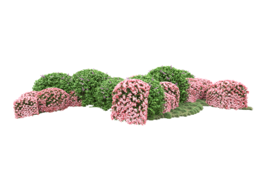 yeşil ve pembe gerbera çiçekleri