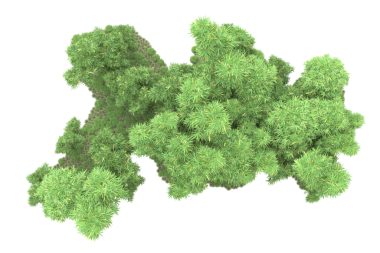 Beyaz arkaplanda izole edilmiş ağaç