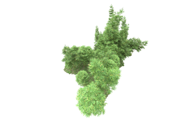 Beyaz arkaplanda izole edilmiş ağaç