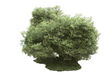 Beyaz arkaplanda izole edilmiş ağaç