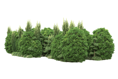 izole edilmiş beyaz arkaplan ağacı