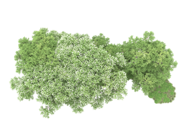 Beyaz arkaplanda izole edilmiş ağaç