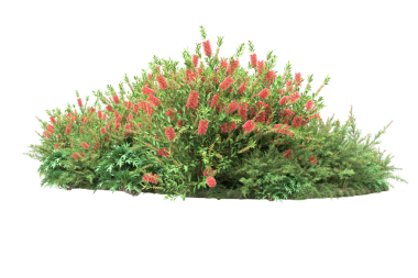 Beyaz arka planda kırmızı bir thuja çalısı. en üstteki görünüm.