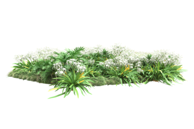 Beyaz arkaplanda yeşil palmiye ağacı izole