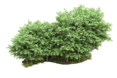 Beyaz arkaplanda izole edilmiş ağaç