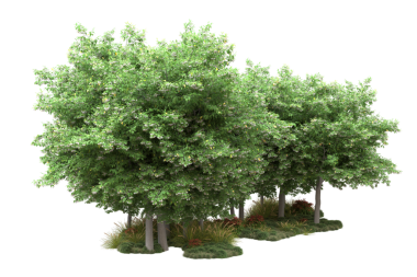 Beyaz arkaplanda 33 adet yeşil ağaç görüntüsü izole edildi