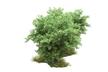 Beyaz arkaplanda 3 boyutlu yeşil ağaç izole edildi