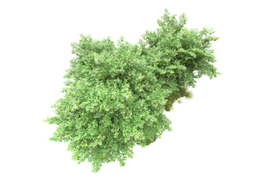 Siyah arka planda izole edilmiş yeşil ağaç. 3d oluşturma