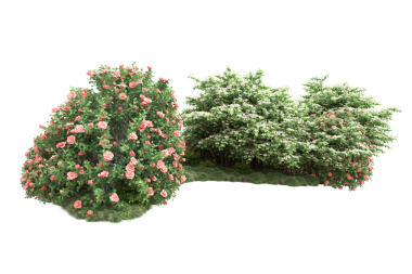 Beyaz arka planda pembe ve kırmızı böğürtlenli yeşil çalı. 3D illüstrasyon - 3D canlandırma