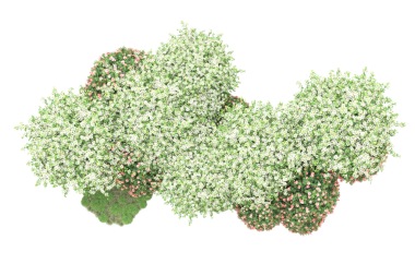 Yeşil çalı beyaz arka planda izole edilmiş. 3D illüstrasyon 3D görüntüleme