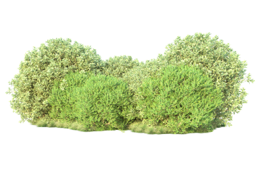 Beyaz arka planda izole edilmiş yeşil çimenler. Kapat - kapat