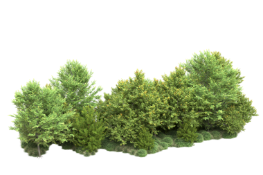 Siyah arkaplanda izole edilmiş yeşil köknar ağacı