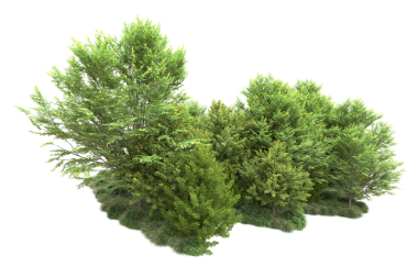 beyaz arkaplanda izole edilmiş yeşil ağaç