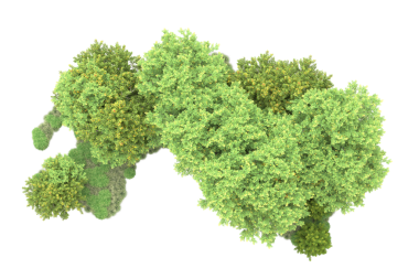 beyaz arkaplanda izole edilmiş yeşil ağaç