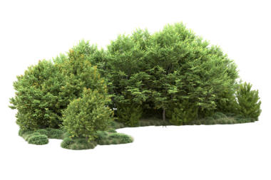 beyaz arkaplanda izole edilmiş yeşil ağaç