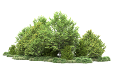 İzole edilmiş yeşil ağaç. 3d oluşturma