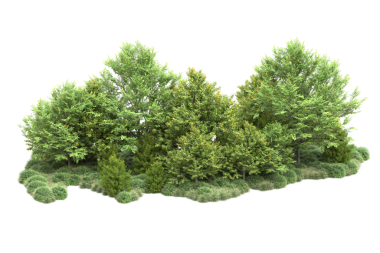 Yeşil ağaç. Beyaz arka plan üzerinde izole