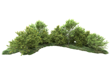 Beyaz arka plan üzerinde izole ağaç. kırpma yolu.