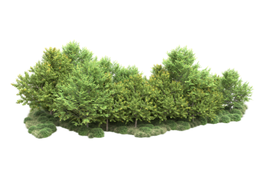 beyaz arkaplanda izole edilmiş yeşil ağaç