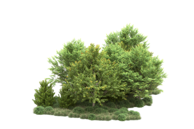 beyaz arkaplanda izole edilmiş yeşil ağaç