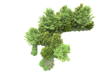 Beyaz arkaplanda izole edilmiş yeşil köknar ağacı.