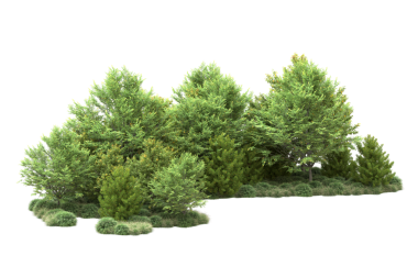 Beyaz arkaplanda izole edilmiş ağaç