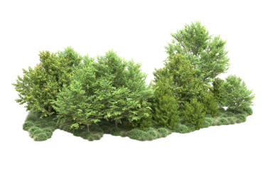 Siyah arkaplanda izole edilmiş yeşil bir ağacın 3 boyutlu görüntülenmesi