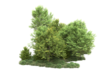 Beyaz arkaplanda izole edilmiş yeşil ağaçlar, kırpma yolu ve her iki yol