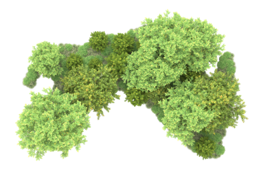 Beyaz arka planda yeşil ormandaki ağaç