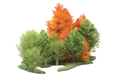 Siyah arka planda ağaçlar olan sonbahar ormanı.