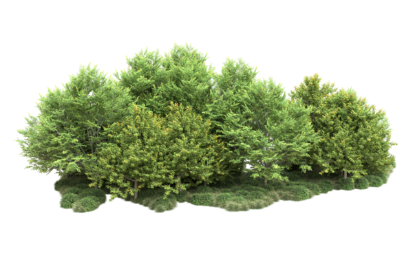 Arkaplanda izole edilmiş ağaç. 3D görüntüleme - illüstrasyon