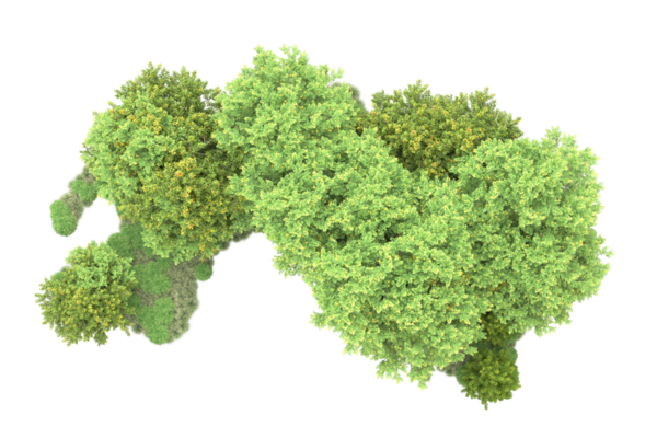 beyaz arkaplanda izole edilmiş yeşil ağaç