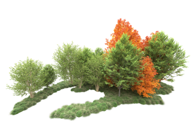 Beyaz arkaplanda izole edilmiş ağaç