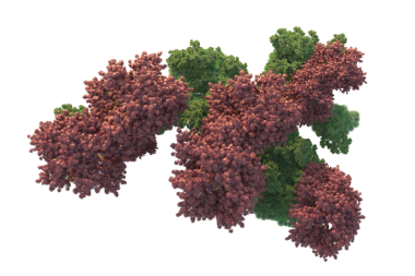 Kırmızı meşe ağacı siyah arkaplanda izole edildi