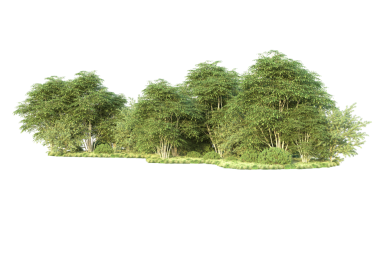 İzole edilmiş arkaplanda ağaç