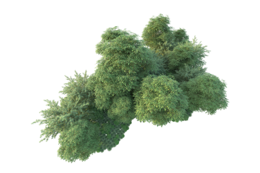 Siyah arka planı olan yeşil ağaç. 3d illüstrasyon.