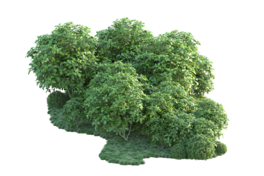 Beyaz arkaplanda ağaç