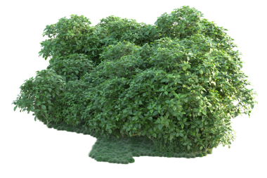 Beyaz arka planda ıssız bir çalı. 3D görüntüleme - illüstrasyon